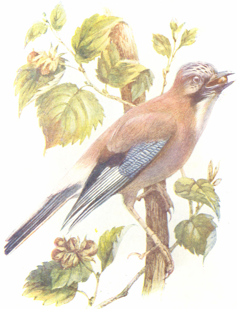 BIRDS. Jay  1901 old antique vintage print picture